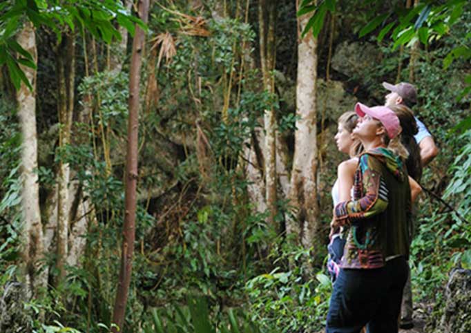 selva maya en coba